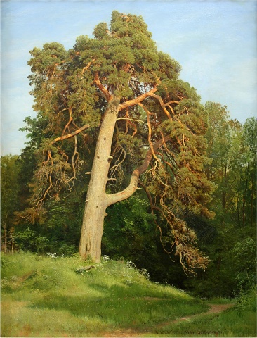Шишкин, Сосна. Мерикюль, 1894 (b06d1132)